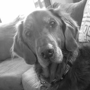 Meet your Posher, Greg